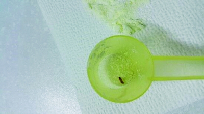 爱他美奶粉中发现的虫子。来源:法制晚报