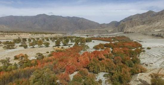 古柽柳林占地78.5公顷,有小叶杨伴生。 澎湃新闻记者 徐晓林 图