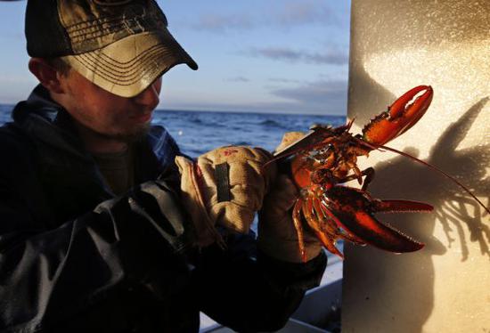 在美国缅因州蒙希根岛附近海域的一艘捕龙虾船上，一名男子测量龙虾的尺寸。新华社/美联 