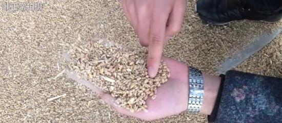 接收这批含有红籽小麦的郑州博大面粉有限公司的食品安全员告诉澎湃新闻,这批小麦里红籽的比例高达百分之十几。 视频截图
