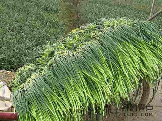 山东蒜薹价跌滞销 蒜农朋友圈里求人来免费采