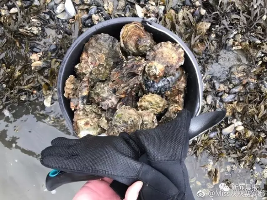 丹麦生蚝泛滥后真有中国吃货去吃了