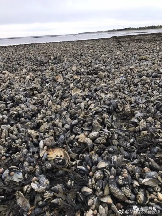 丹麦生蚝泛滥后真有中国吃货去吃了
