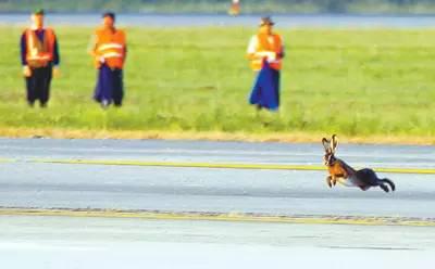 　野兔入侵机场