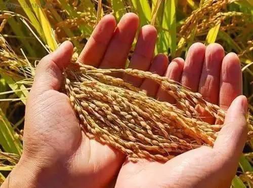 产品进口量逐渐扩大 我国农业的未来在哪里?|农