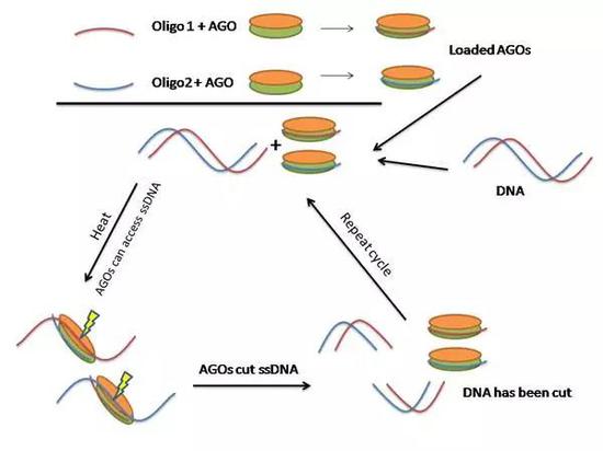 韩春雨主动撤回自然子刊NgAgo论文 遭质疑已