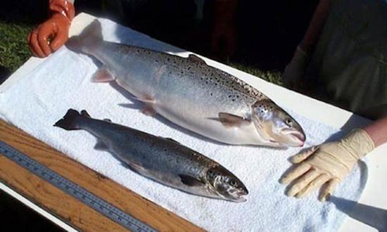转基因三文鱼与正常大小的三文鱼。