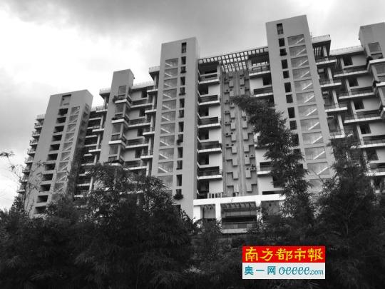 绿色满庭芳。南都记者冯少文 摄影