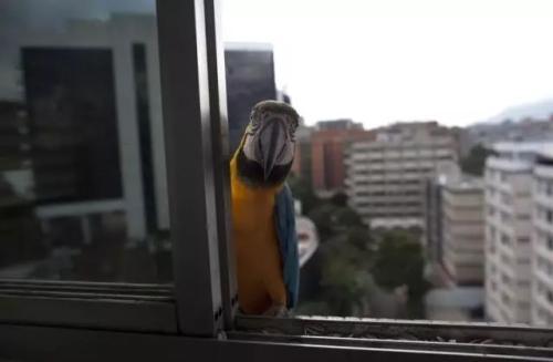 2014年11月14日，在委内瑞拉加拉加斯，一只金刚鹦鹉等待喂食。