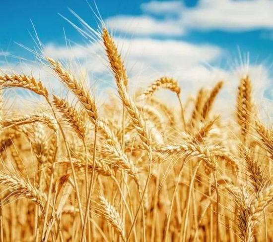 最新小麦行情和未来走势 9fba-729312227c3ea3b158900a8901beefff.jpg