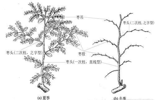 枣树的年生长周期