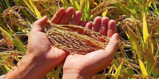 世界主要粮食有哪些 8e9b-izwfpys7358541.jpg