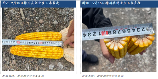 【调研报告】黑龙江东部玉米大豆调研报告