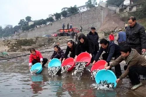 重庆市民向长江放流鱼苗。来源:华龙网