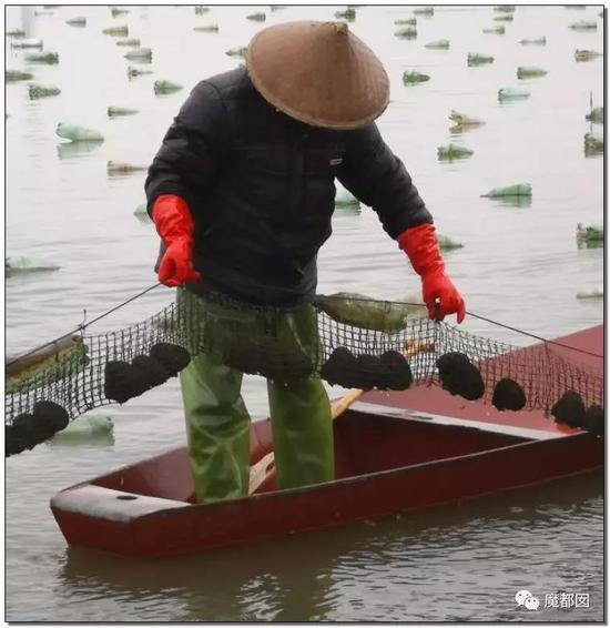 每天,数以万计的珍珠走向全世界。