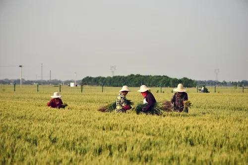 5月15日,农民在河南省焦作市温县祥云镇小麦博物馆附近的麦田里劳作。新华社记者 冯大鹏 摄
