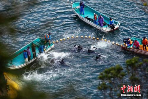 材料图:当地时刻2014年1月21日,日本太地“海豚湾”,日本渔民围捕入网的海豚。