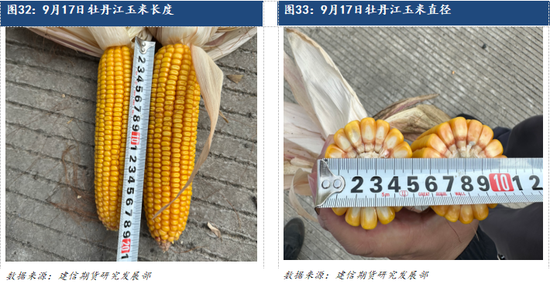 【调研报告】黑龙江东部玉米大豆调研报告