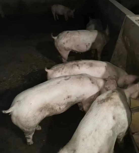 (代养户运回饲料喂猪 图片来源:受访者提供)