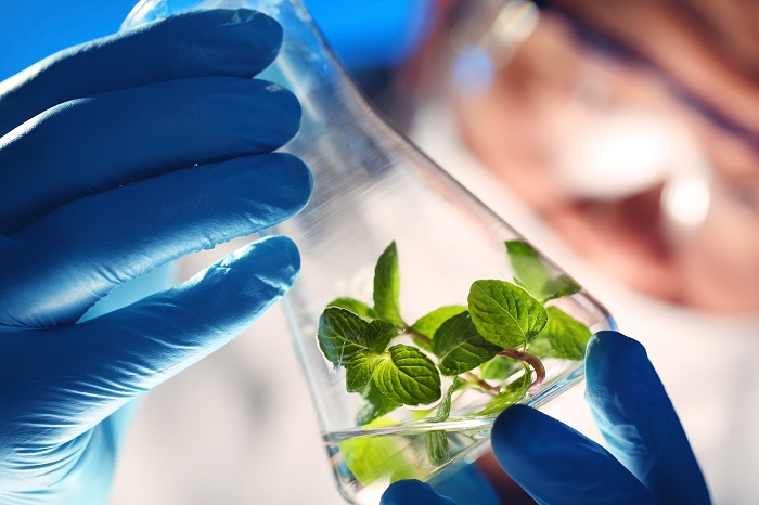 降低化肥使用 提升作物产量 生物技术突破有望推动新一轮“绿色革命” 1 降低化肥使用 提升作物产量 生物技术突破有望推动新一轮“绿色革命”