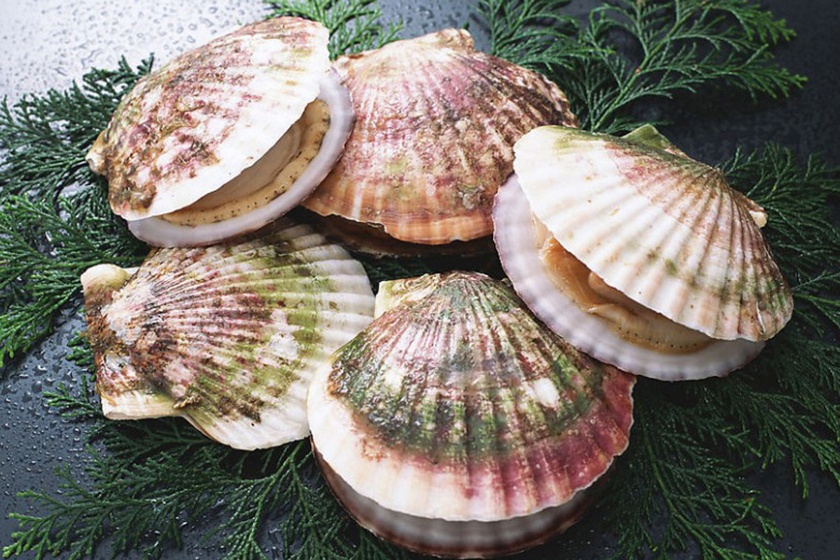 法英两国协调解决“扇贝冲突”