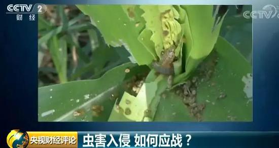 “妖蛾子”入侵 可致农作物绝收!如何应战?