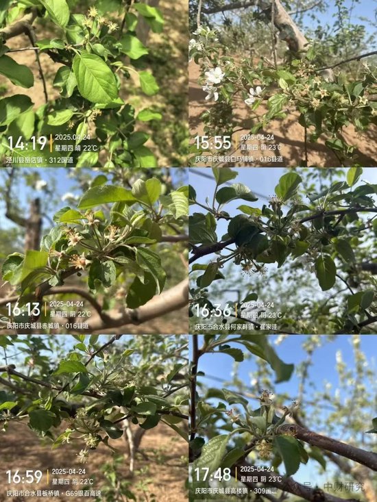 【中财研究】2025年新季苹果坐果调研纪实（西部部分产区篇）  第8张
