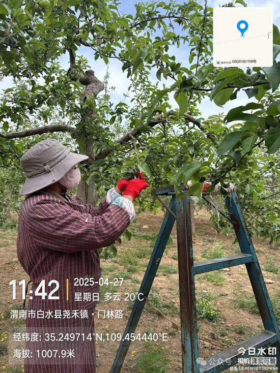 【中财研究】2025年新季苹果坐果调研纪实(西部部分产区篇) 第2张 【中财研究】2025年新季苹果坐果调研纪实(西部部分产区篇) 第2张