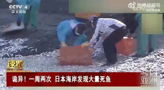 日本死鱼多到渔船寸步难行,官员称与核污染水无关