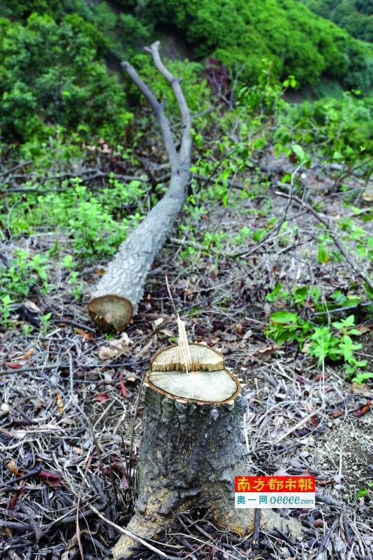 昨日,羊台山麻磡村一侧另一山体再次发现林地被毁,约四五千平方米。 南都记者 陈文才 摄