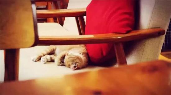 喜欢猫咪的人们也经常到这样的店里坐坐。