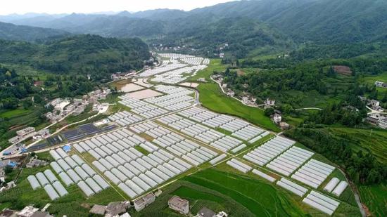 恒大援建的蔬菜基地