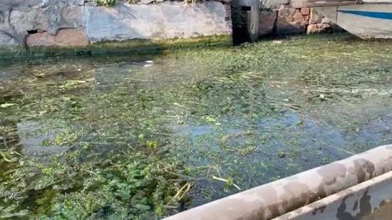 长满水草的河道