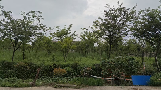 当地居民所指的林田。 央广财经记者 邹煦晨 摄