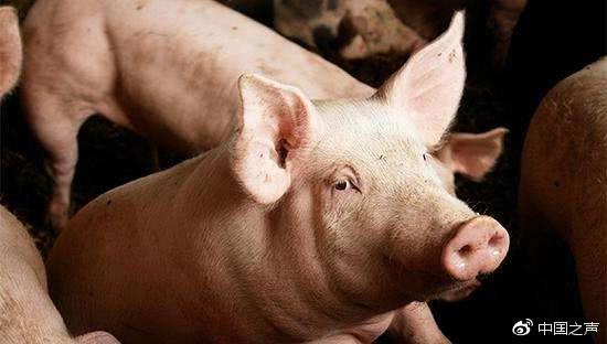 本月发生三起非洲猪瘟疫情 农业部正调查是否存联系