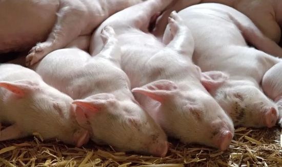 五大猪企7月产销数据转好，未来猪价怎么走？