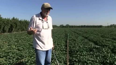 美媒:加州农民高度依赖中国 难承受损失忧心前