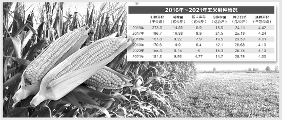 玉米种业大年来袭 争抢制种基地蕴风险