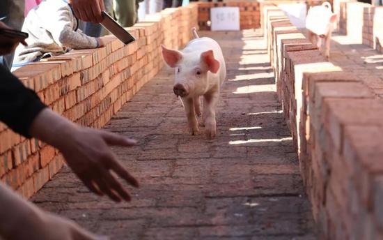 猪肉扰动中国物价 CPI会大涨吗？