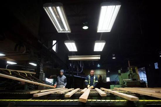 ▲资料图片：加拿大不列颠哥伦比亚省枫树岭一家工厂的工人正在分拣木材。 加拿大木材出口已成为美加两国贸易纠纷的原因之一。（美联社）