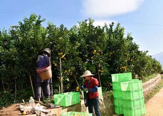 2002年，褚时健和马静芬在云南玉溪哀牢山承包了一片果园，种橙子（图片来源：《中国企业家》，摄影/史小兵）