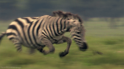 991a-964cf2a9bd74ab24a2883fe851d666de.gif