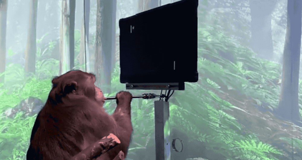 ▲2021年Neuralink发布会展示植入脑机芯片的猴子玩电子游戏