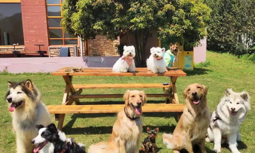 佩蒂股份未来几年将新增13万吨产能 代工宠物零食的佩蒂如何消化主粮？