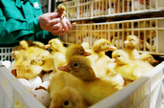 卤味三巨头净利暴跌背后：上游迎春，近三月鸭苗价涨超23倍