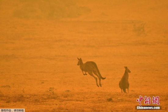 当地时间1月4日，澳大利亚Cooma，两只袋鼠在浓烟弥漫的田野上跳跃。悉尼大学生态学家估算，大约有5亿只鸟类、哺乳动物和爬行动物在澳大利亚的森林火灾中丧生。他们担心这会造成物种灭绝。
