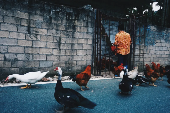 ▲大茅远洋生态村