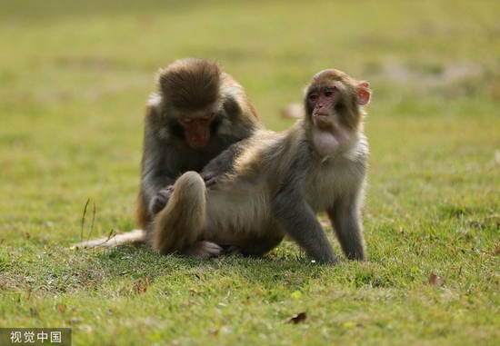《imToken官方下载》美指控8人涉嫌走私濒危猴类，其中包括两名柬埔寨官员
