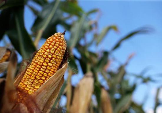 欧盟拟对美国玉米象征性征税 寻替代方有难度