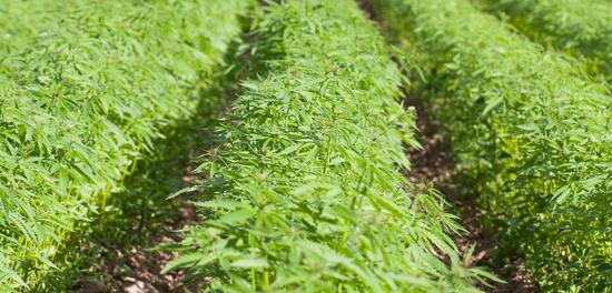 报告称大麻合法化创税收 英国或解除大麻禁令